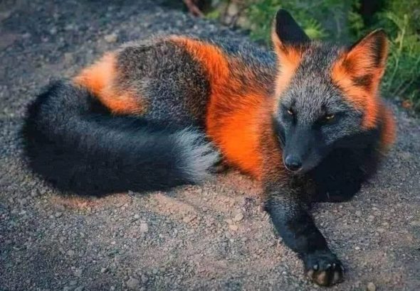 A Fire Fox